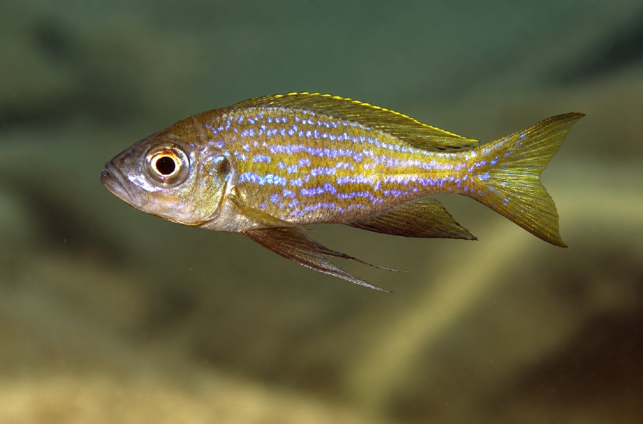 Aulonocranus dewindti 'Katete'